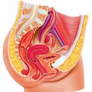 Sexshop - Spray obkurczający i stymulujący LibiSpray 50ml - online