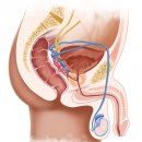 Sexshop - Spray wywołujący erekcję Potency Spray Intensive - online